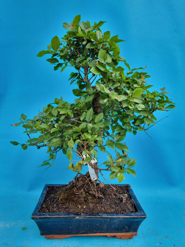 Bonsai Sageretia theezans – Bonsai winkel
