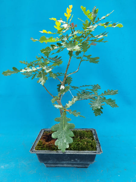Bonsai Eiche – Bonsai winkel