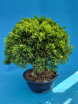 Bonsai Juniperus chinensis bezem stijl