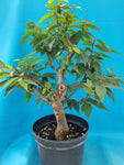 bonsai Zelkova seratta