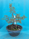 Bonsai Juniperus rigida