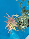 acer palmatum iyoshi