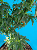 acer palmatum shishigashira