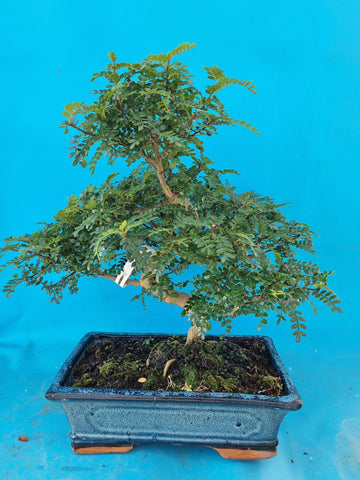 Binnen bonsai Zanthoxylum