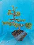 Juniperus mint julep