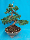 Bonsai Juniperus chinensis