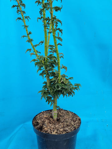 acer palmatum shishigashira