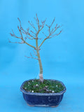 Bonsai acer palmatum katsura