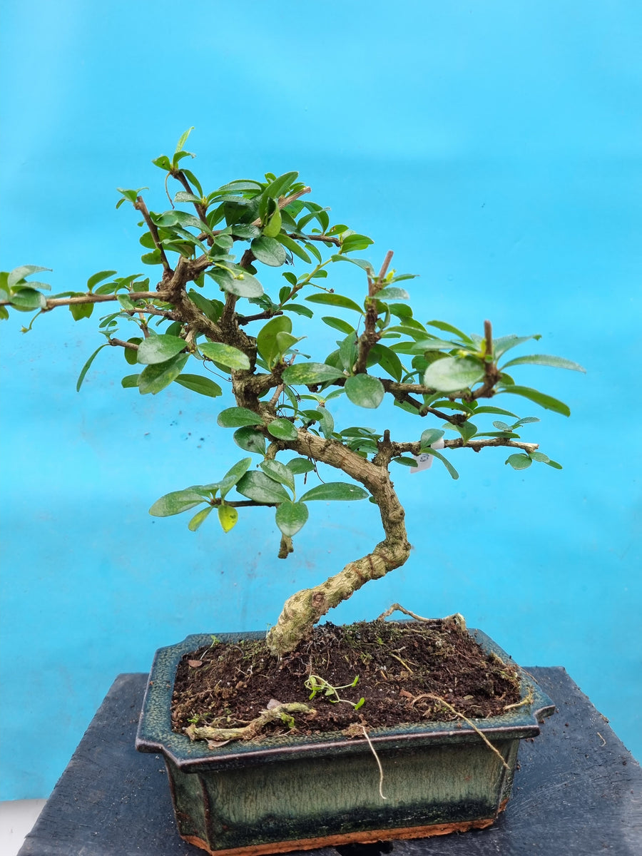 Bonsai carmona Bonsai winkel