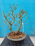 Acer palmatum kotohime