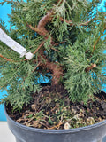 Bonsai start materiaal juniperus chinensis