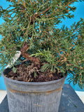 Bonsai start materiaal Juniperus chinensis