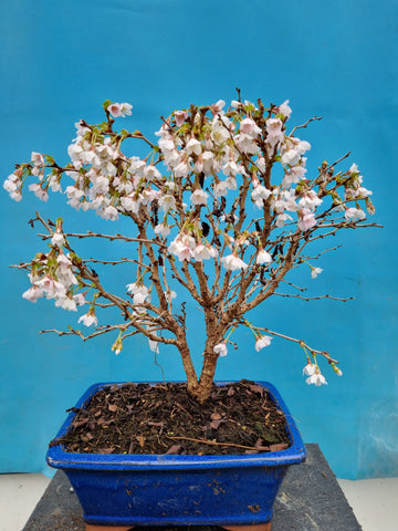 Bonsai Prunus kojou  no mai