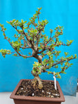 Bonsai Malus evereste