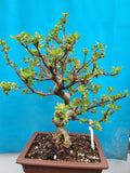 Bonsai Malus evereste