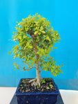 Bonsai liguster