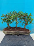 Bonsai ulmus parvifolia bos