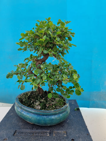 Bonsai cotoneaster