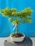 Bonsai Acer palm. mikawa yatsubusa