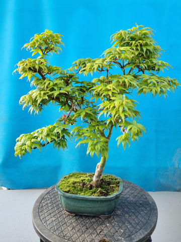 Bonsai Acer palm. mikawa yatsubusa