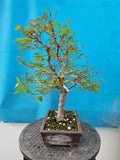 bonsai Zelkova seratta