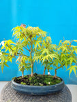 Bonsai Acer palmatum Katsura bos
