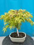 Bonsai Acer palmatum metamorphosa