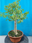 bonsai celtis