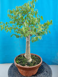 bonsai celtis