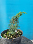 Bonsai start materiaal Juniperus chinensis