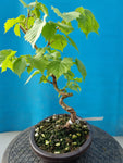 Bonsai hazelaar