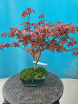 Bonsai Acer palm. Deshojo