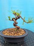 Bonsai Pinus mugo shohin
