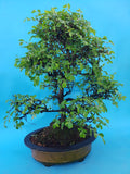 Ulmus Parvifolia