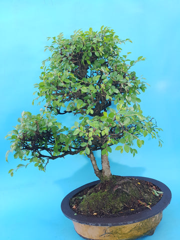 Ulmus Parvifolia