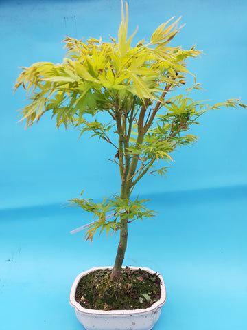 Acer palm. sangakaku