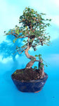 Ulmus Parvifolia op rots