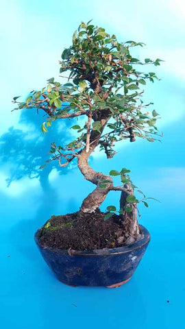 Ulmus Parvifolia op rots